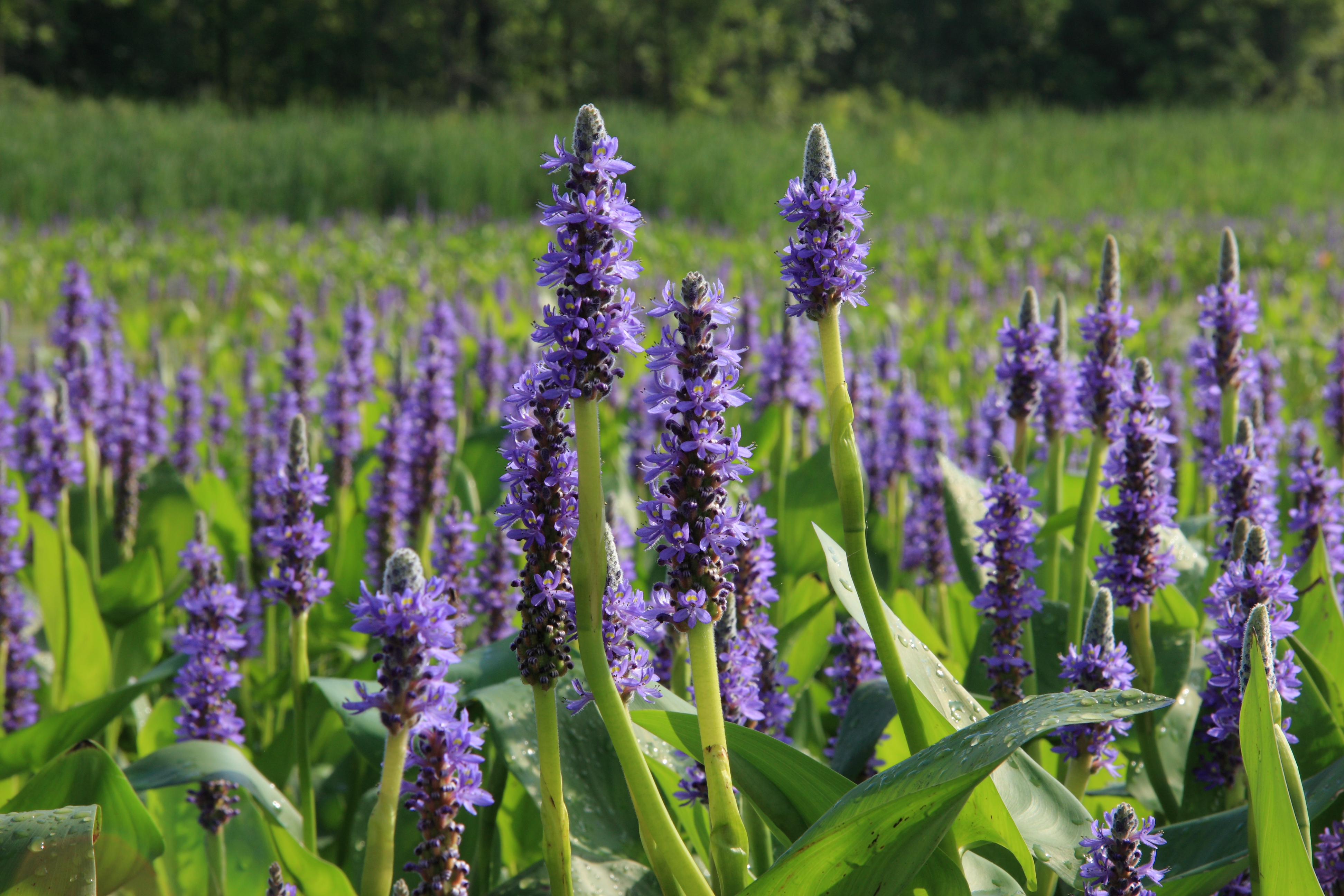 Hechtkraut bringt Farbe ins Becken.